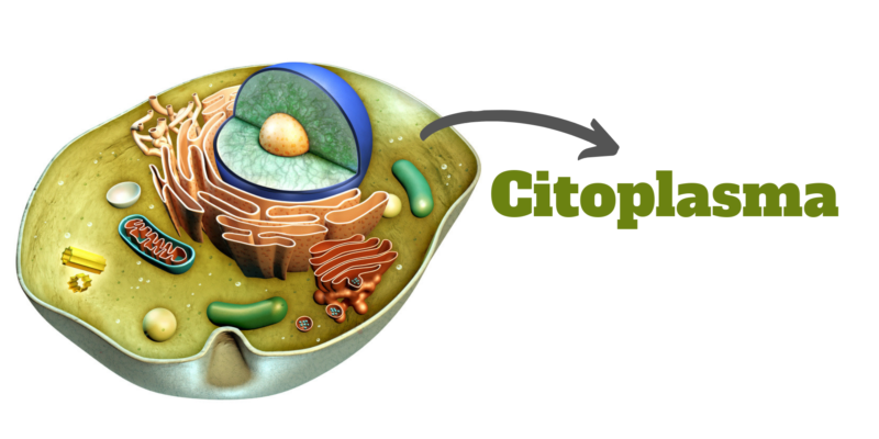 Imagen del citoplasma