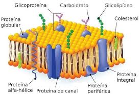 Imagen de membrana plasmática