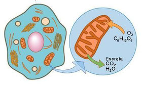 Imagen de metabolismo celular