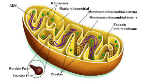 Imagen de ribosomas