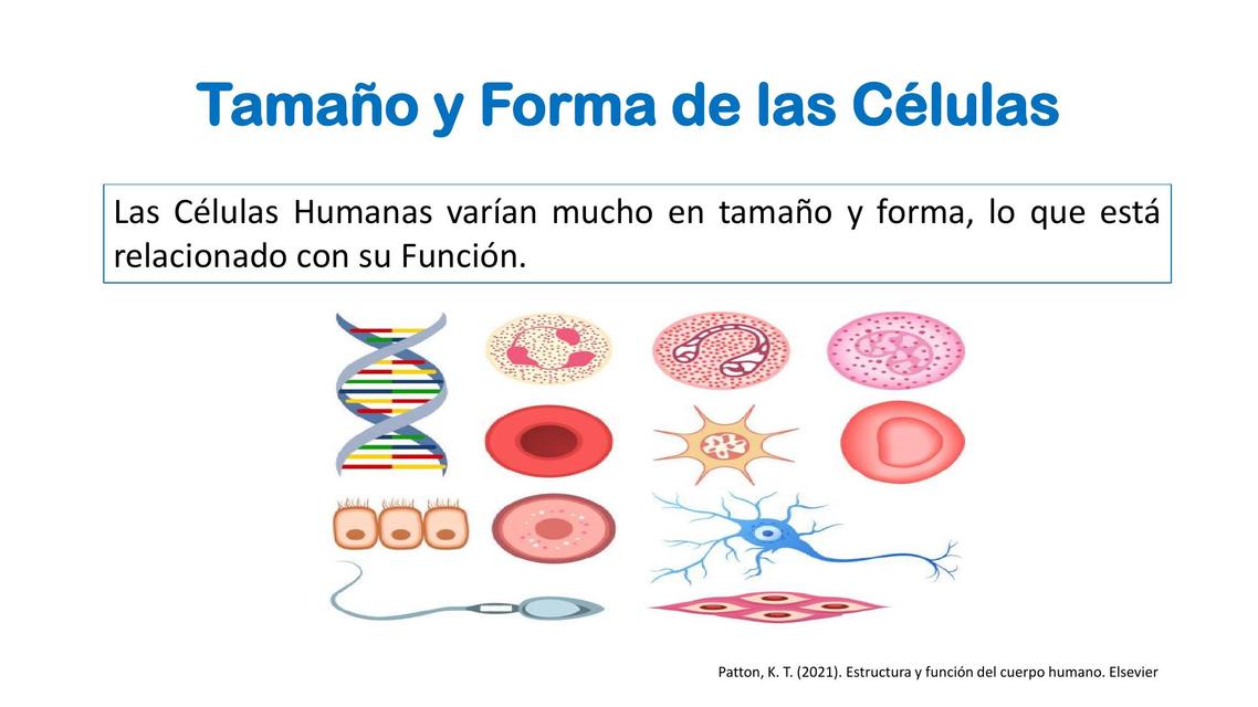 Imagen de diferentes formas de células